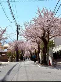 🌸 Kobe Cherry Blossom Tunnel – A Spring Adventure 🌸