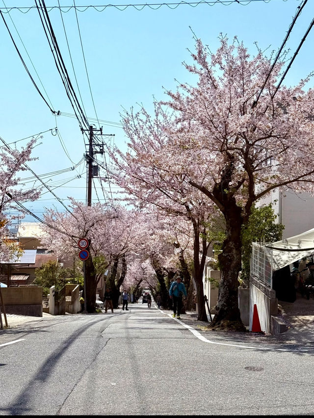 🌸 Kobe Cherry Blossom Tunnel – A Spring Adventure 🌸