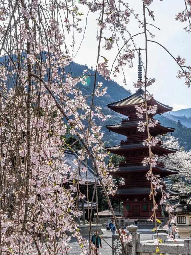 Minobusan Kuon-ji Temple: April Cherry Blossom Pilgrimage Guide