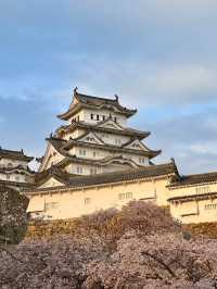 Himeji Castle Cherry Blossom Season – The Most Beautiful Angle 🌸✨