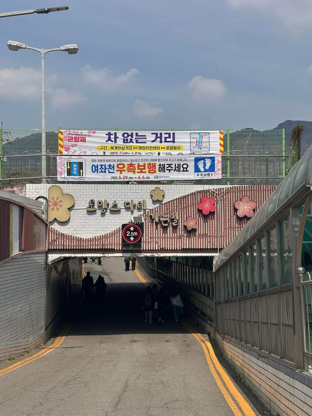 Petals & Paradise: My Cherry Blossom Adventure in Jinhae