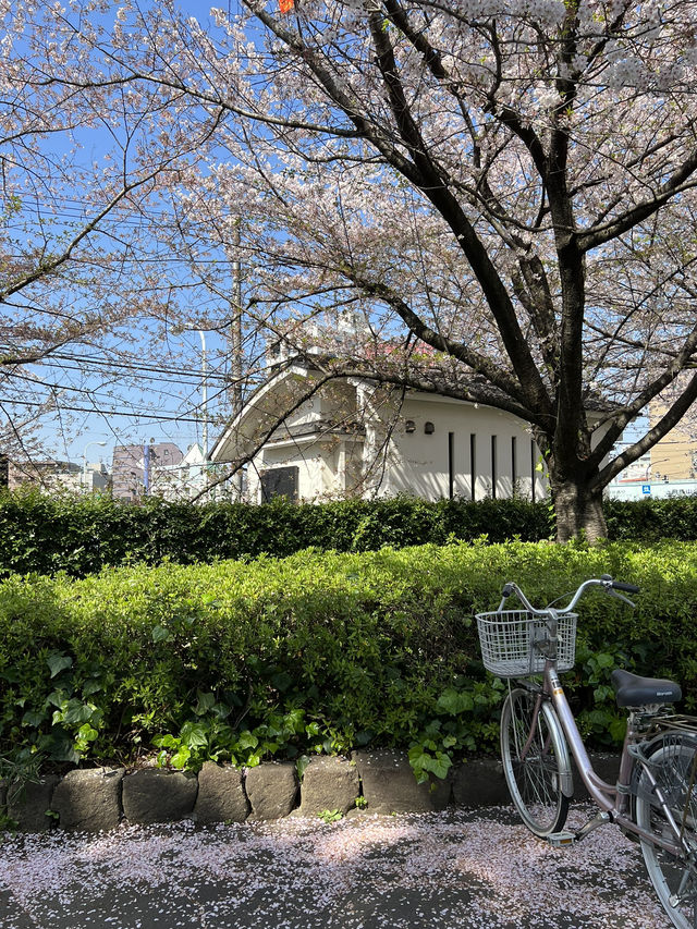 一個人悠閑賞櫻🌸 