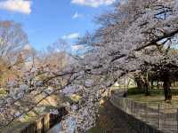 東京-善福寺川綠地，沿著河岸散步的賞櫻秘境