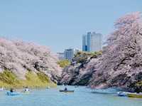 🌸 Blossom Bliss at Chidorigafuchi: Sakura, Snacks & Secret Spots! 🌸