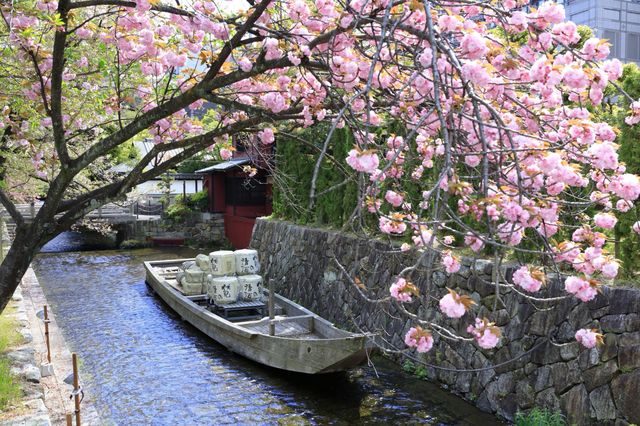 🌸 "Takasegawa River: Kyoto’s Hidden Cherry Blossom Canal You’ve Been Missing" 🌸