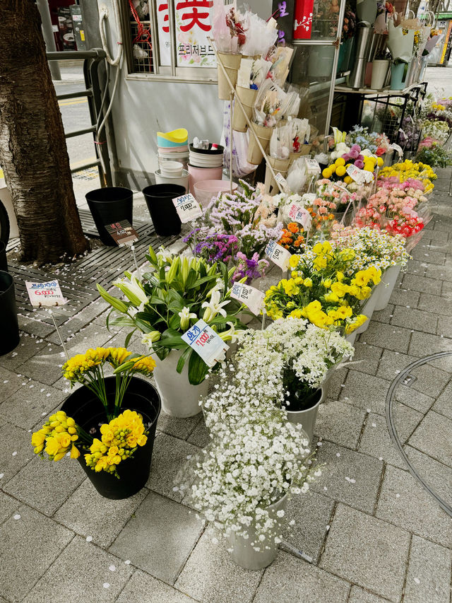 Springtime in Seoul: A Season of Blossom