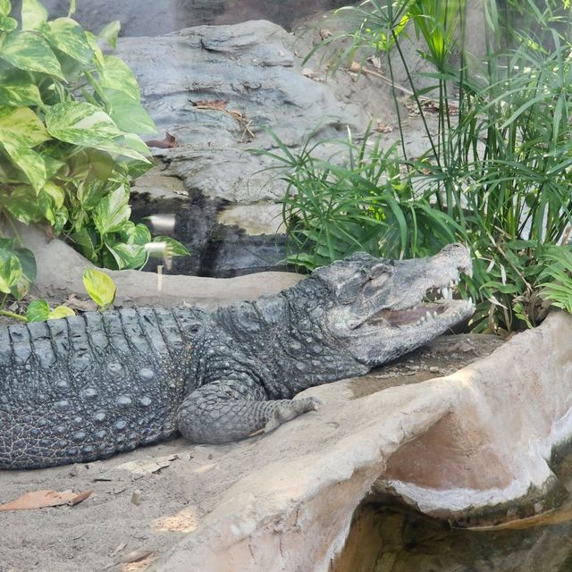 [上野動物園]関東でパンダが見られるのはここだけ！子供連れ観光地の定番