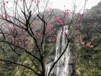 🌸 Wulai Sakura Magic: Hot Springs, Waterfalls & Pink Petal Showers! 🌸