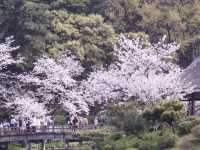 Cherry Blossom Magic at Sankeien Garden: A Springtime Escape in Yokohama