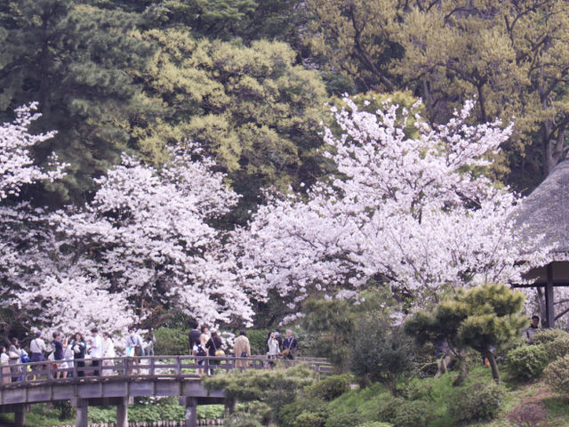 Cherry Blossom Magic at Sankeien Garden: A Springtime Escape in Yokohama
