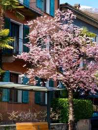 🇨🇭Spring Blossom Escape: Ascona Cherry Blossom Avenue