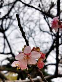 A Blossoming Escape: Cherry Blossom Bliss at Shinjuku Gyoen National Garden