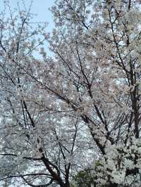 “White Whispers of Spring: Cherry Blossoms at Daejeon Station”