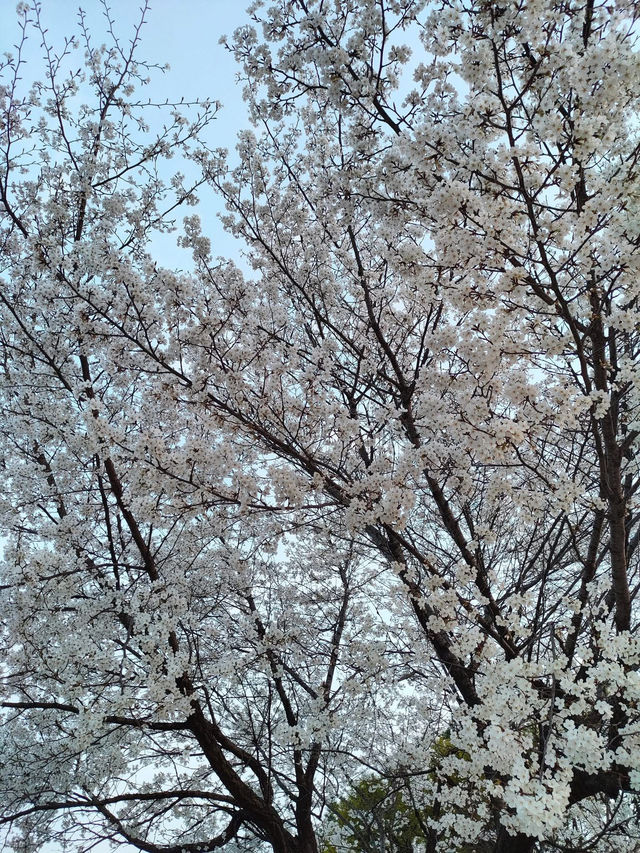 “White Whispers of Spring: Cherry Blossoms at Daejeon Station”
