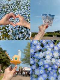 東京最大型花海🦋粉蝶花🤍國營海濱公園💙