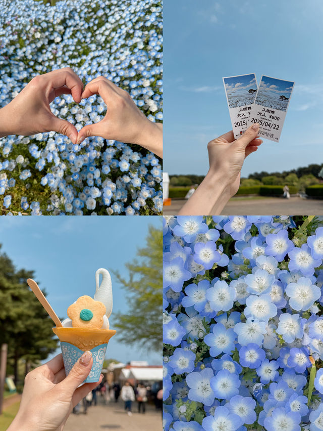 東京最大型花海🦋粉蝶花🤍國營海濱公園💙