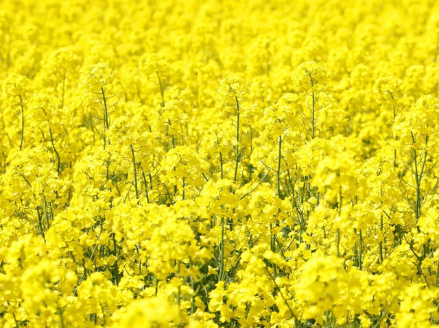 青森🇯🇵 油菜花盛開的季節