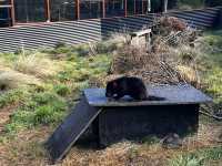 Explore the popular Devils@Cradle wildlife sanctuary 
