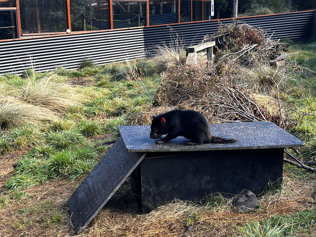 Explore the popular Devils@Cradle wildlife sanctuary 