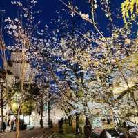 高瀨川夜櫻及名古屋西原咖啡廳果然名不虛傳
