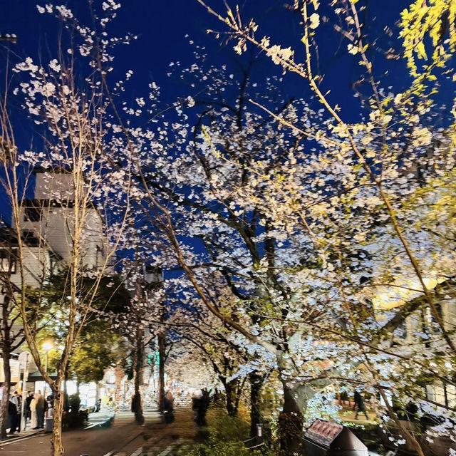 高瀨川夜櫻及名古屋西原咖啡廳果然名不虛傳