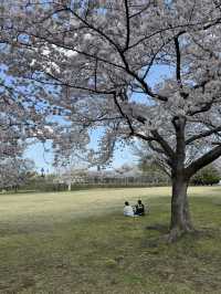 🇯🇵 Japan | Aomori’s Most Underrated Sakura Spot: Hachinohe 🌸