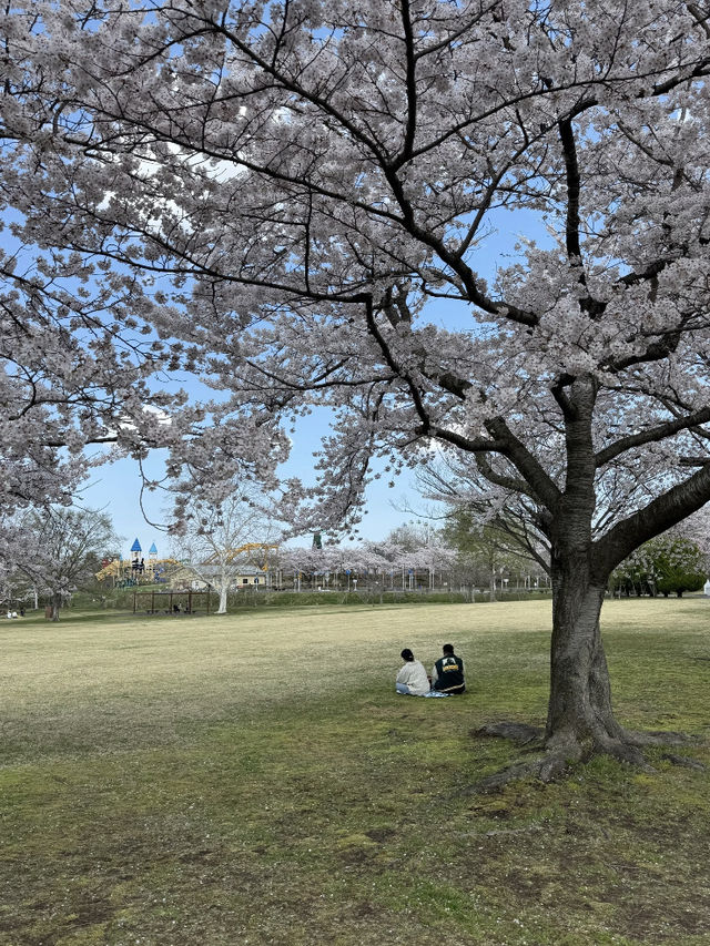 🇯🇵 Japan | Aomori’s Most Underrated Sakura Spot: Hachinohe 🌸