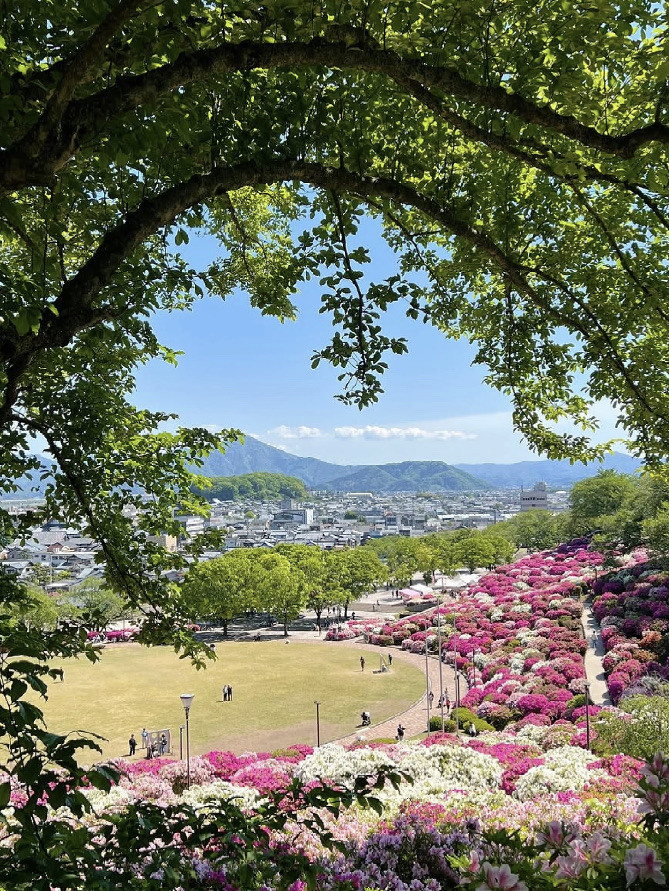 💮 Fukui • Nishiyama Park — A Sea of Azaleas in Full Bloom | Trip