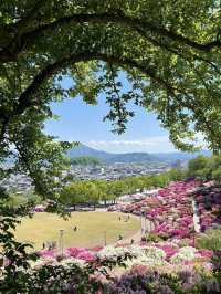 💮 Fukui • Nishiyama Park — A Sea of Azaleas in Full Bloom