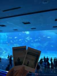 沖繩你不能不去的美麗海水族館🪼