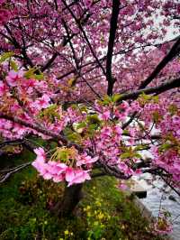 Special Blooming 