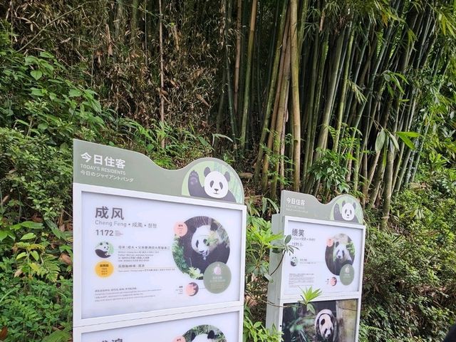 熊貓谷🐼萌萌的 都江堰📷藍眼淚