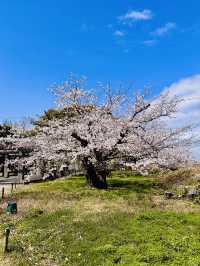 Castle of Petals: Fukuoka’s Blossom-Crowned Ruins