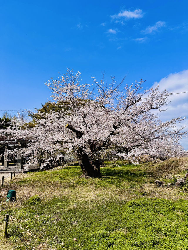 Castle of Petals: Fukuoka’s Blossom-Crowned Ruins