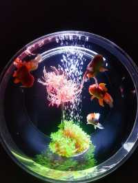 幻想的な空間で金魚鑑賞！　アートアクアリウム銀座