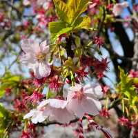 Shinjuku Gyoen – A Quiet Breath in the Heart of Tokyo