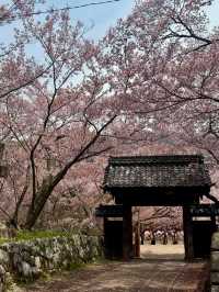 TAKATO CASTLE PARK | NAGANO’S LEGENDARY CHERRY BLOSSOM GARDEN WITH FLOWER SCULPTURES 🌸🏯🌺