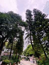 香港公園向日葵季｜都市綠洲的陽光物語