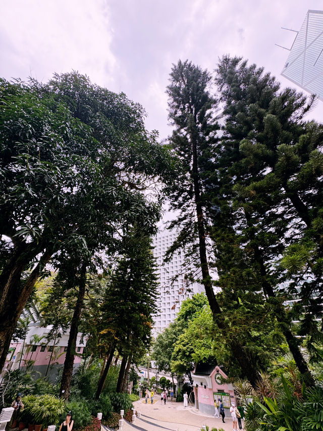 香港公園向日葵季｜都市綠洲的陽光物語