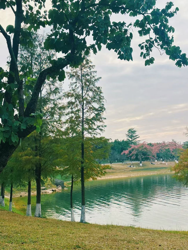 東莞｜這麼美的松山湖，不能只藏在我的相冊裏.