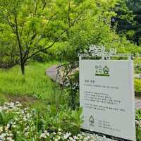 Seoul Forest Park: A Green Escape in the City