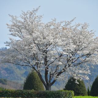 Sakura Reflections in Ouchi-juku: Edo-Era Nostalgia in Bloom