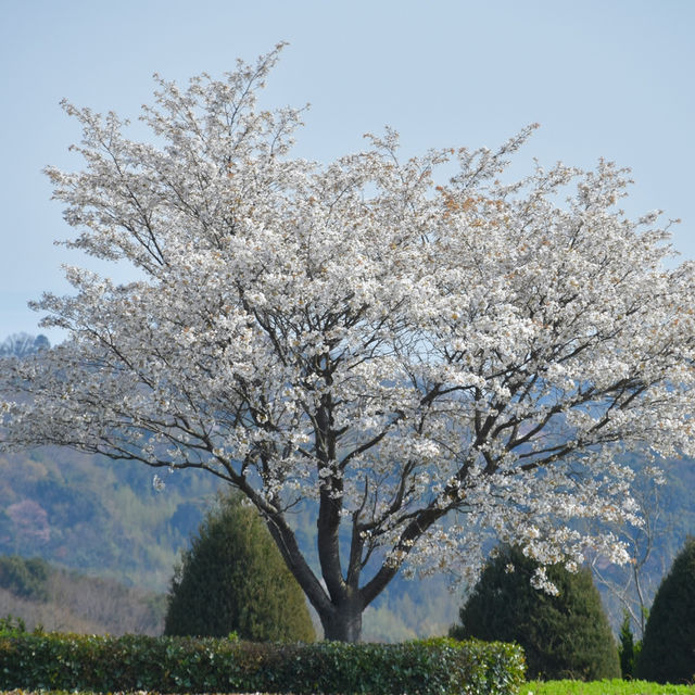 Sakura Reflections in Ouchi-juku: Edo-Era Nostalgia in Bloom