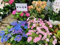 🇰🇷最大の花卸売市場〝良才洞花市場〟で花や植物に癒やされよう💐⟡.·🪴