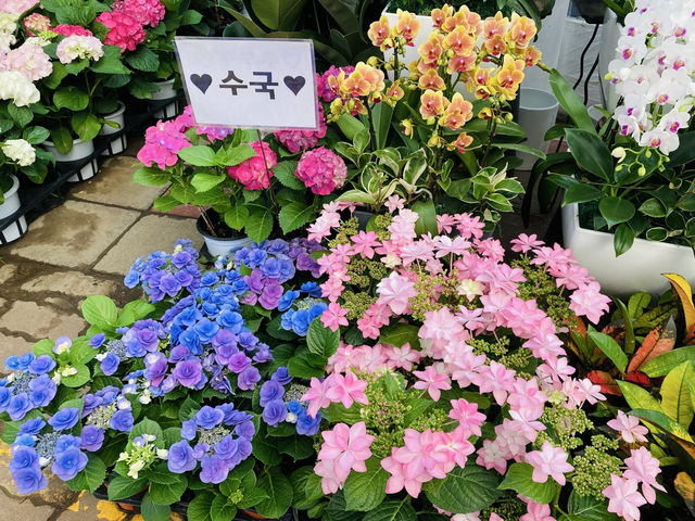 🇰🇷最大の花卸売市場〝良才洞花市場〟で花や植物に癒やされよう💐⟡.·🪴