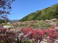 【花桃の里で出会う、梅の花の春景色🌸✨】