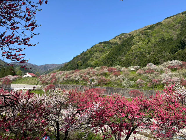 【花桃の里で出会う、梅の花の春景色🌸✨】