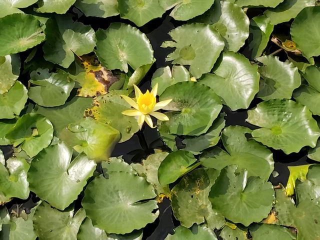 🪴Citywalk 東莞植物園