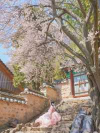 이른 벚꽃을 만난듯 역대급으로 예뻤던 매화 스팟🌸