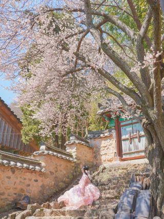彷彿遇見了早櫻，史上最美的梅花景點